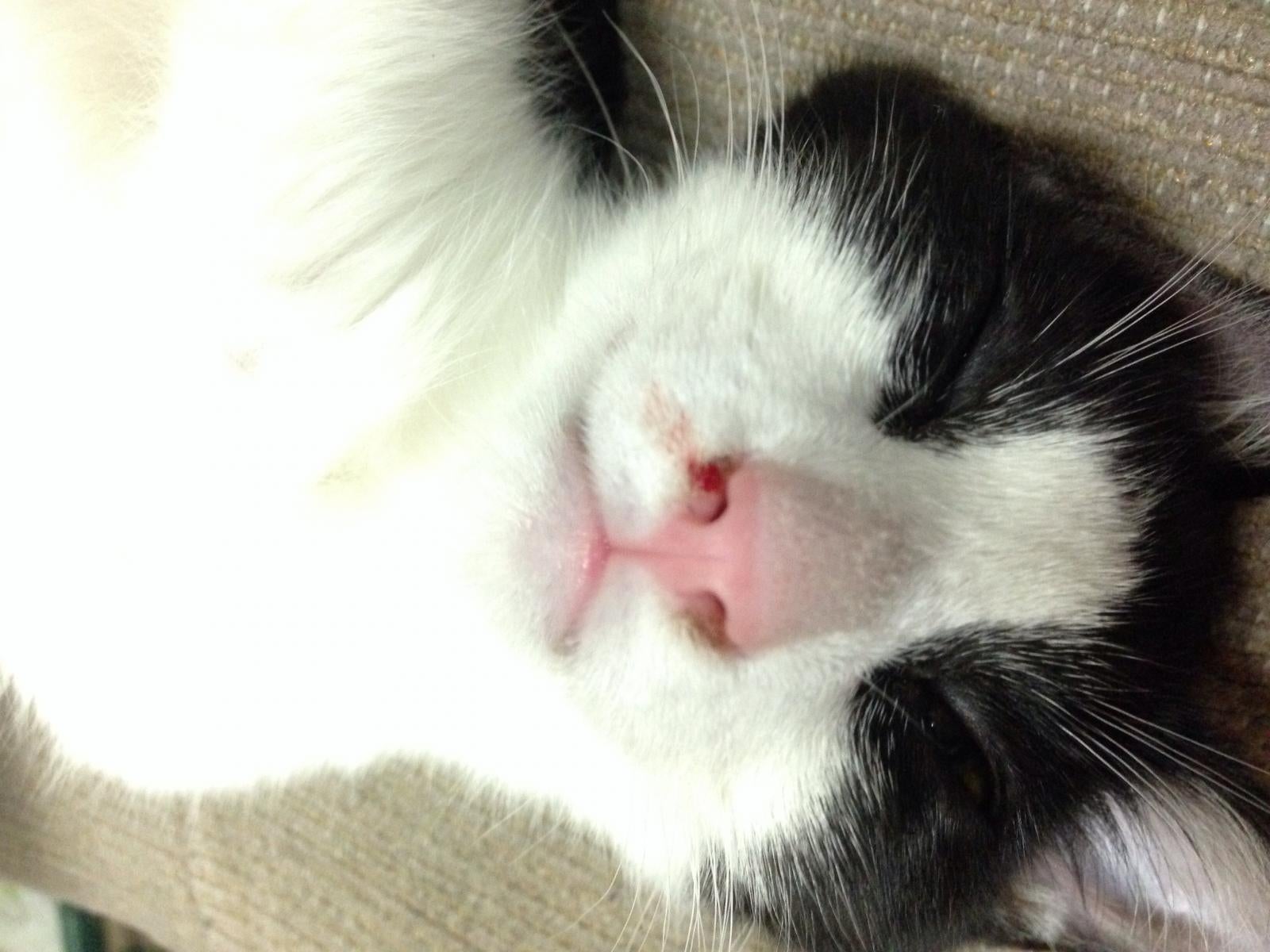Кошка вода нос. Нос котика. Припухлость на переносице у кота.