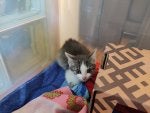 Cat Textile Wood Carnivore Fawn