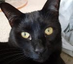 Cat Felidae Carnivore Iris Small to medium-sized cats