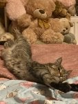 Cat Vertebrate Mammal Felidae Grey