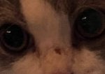 Nose Eyebrow Cat Eyelash Ear