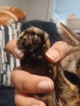 Hand Cat Felidae Ear Small to medium-sized cats