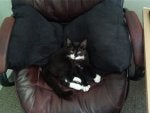 Mammal Cat Felidae Small to medium-sized cats Couch