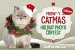 CF-Meowy-Catmas-Holiday-Photo-Contest-637x421.jpg
